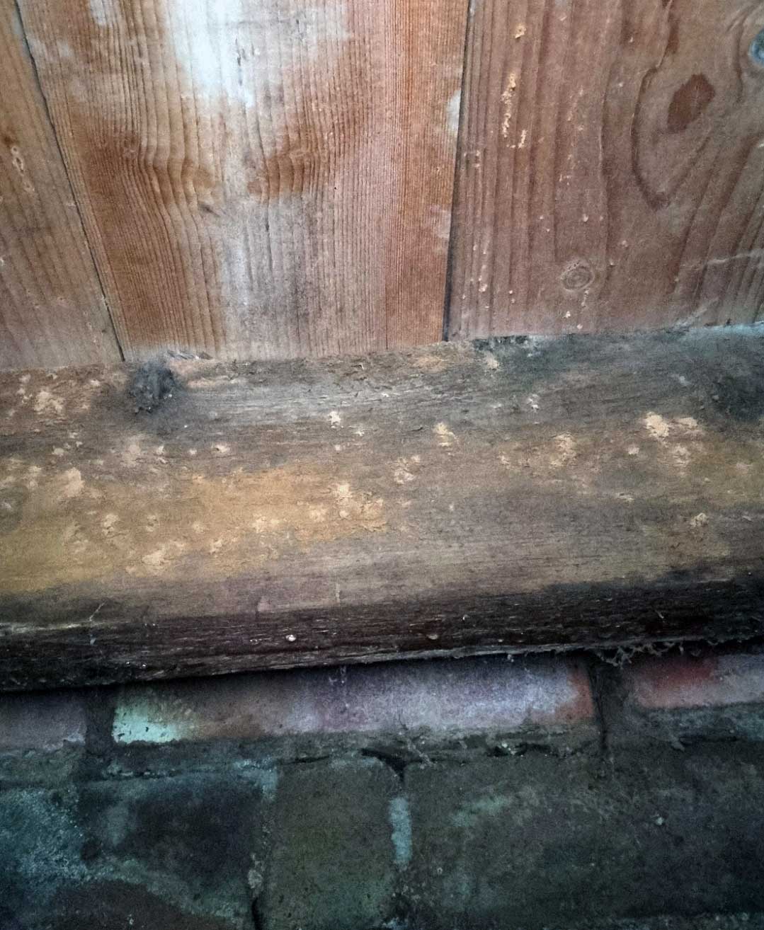 damp-and-timeber-report-3 Woodworm discovered in Manchester